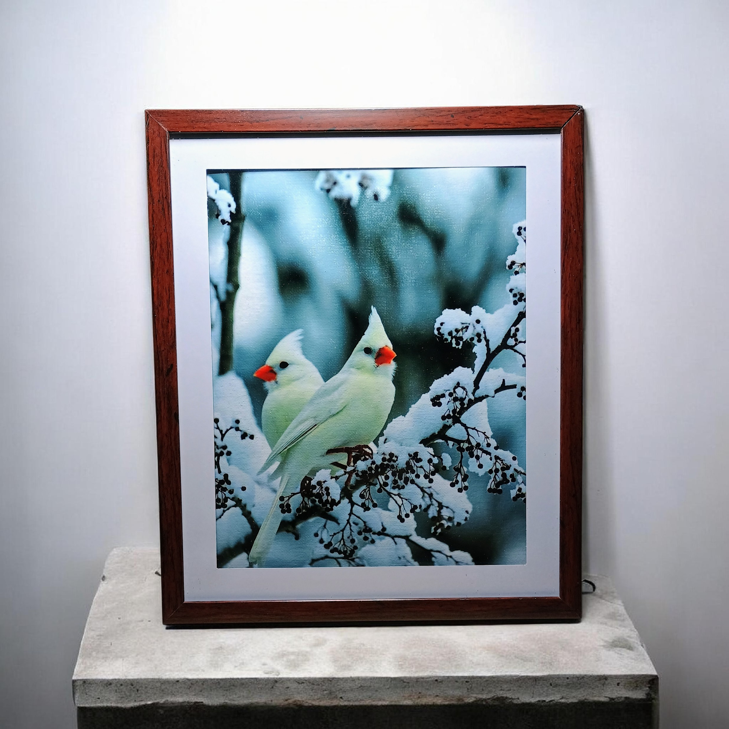 Beautiful White Cardinals in Snow